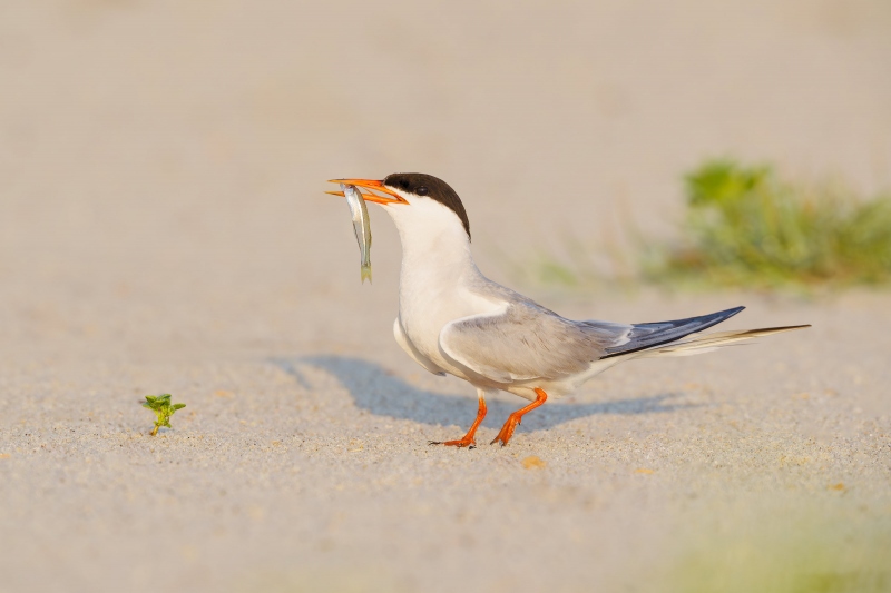 Common-Tern-with-Atlantic-Silversides-_A939691-Nickerson-Beach-Park-LI-NY-Enhanced-NR