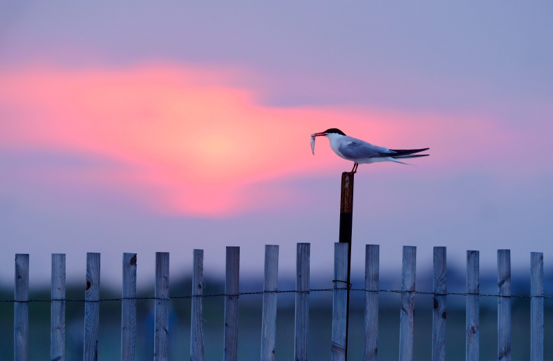 Common-Tern-with-fish-on-snow-fence-at-sunset-_A937761-Nickerson-Beach-Park-LI-NY-Enhanced-NR