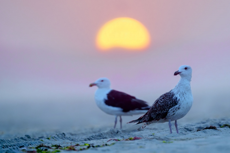 Great-Black-backed-Gulls-at-sunrise-_A938023-Nickerson-Beach-Park-LI-NY-Enhanced-NR