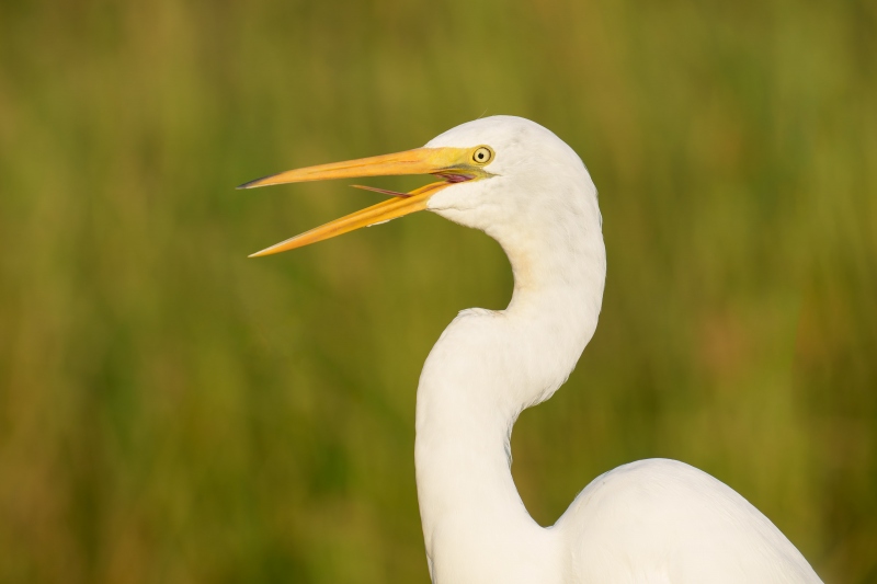 Great-Egret-3200-juvenile-with-bill-open-_DSC1699-Indian-Lake-Estates-FL-33855-Enhanced-NR