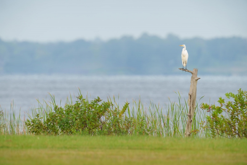 Great-Egret-3200-on-The-Perch-II-in-lake-1200mm-_DSC1563-Indian-Lake-Estates-FL-33855-Enhanced-NR