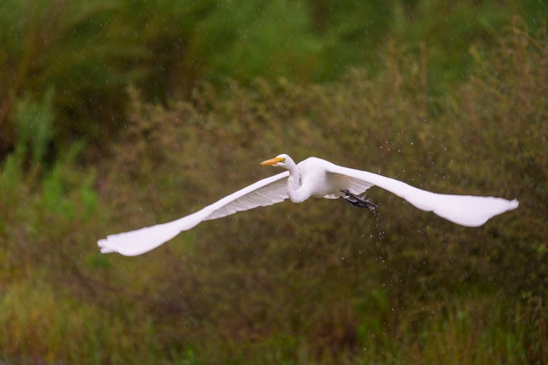 Greeat-Egret-3200-taking-flight-in-rain-_DSC2129-Indian-Lake-Estates-FL-33855-Enhanced-NR