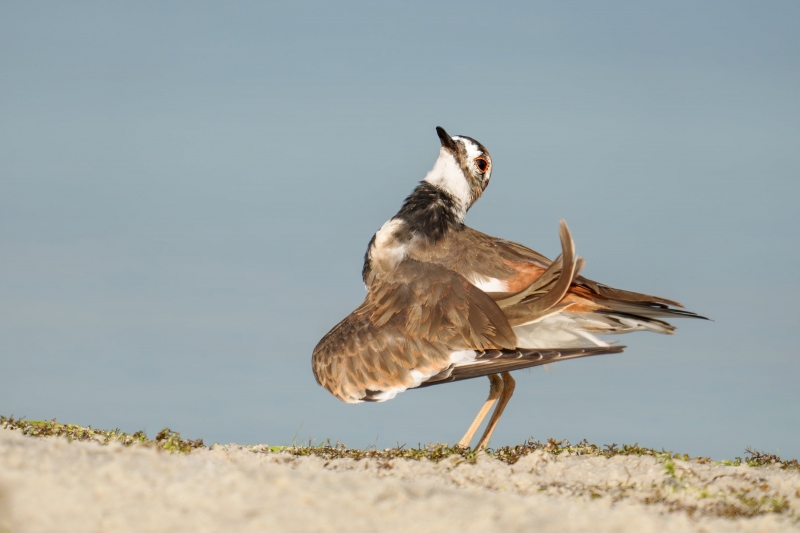 Killdeer-3200-preening-_DSC2100-Indian-Lake-Estates-FL-33855-Enhanced-NR