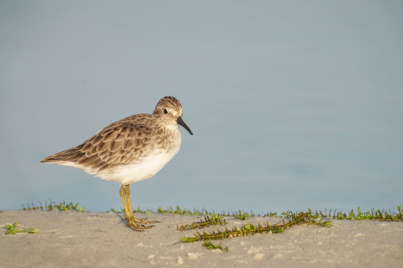 Least-Sandpiper-3200-winter-plumage-adult-_DSC0593-Indian-Lake-Estates-FL-33855-Enhanced-NR