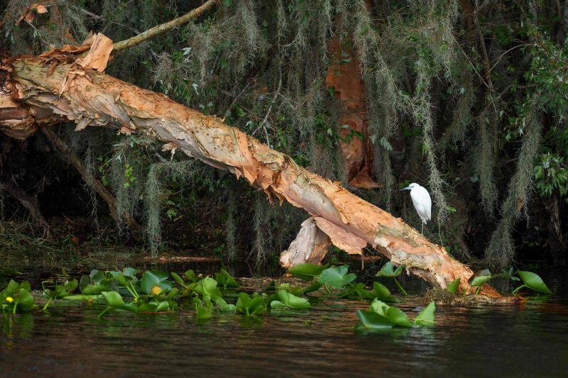 Little-Blue-Heron-3200-juvenile-on-fallen-log-_DSC2481-Indian-Lake-Estates-FL-33855-Enhanced-NR