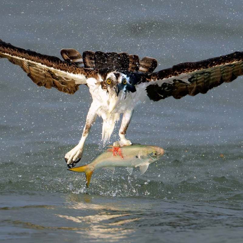 Osprey-2400-TIGHT-SQUARE-emerging-with-Yellowfin-Menhaden-_A1G1420-Sebastian-Inlet-FL-Enhanced-NR