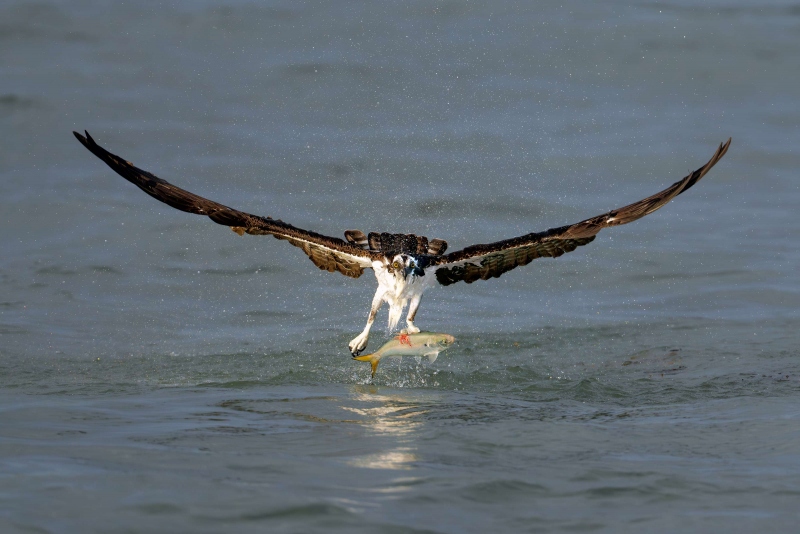 Osprey-3200-emerging-with-Yellowfin-Menhaden-_A1G1420-Sebastian-Inlet-FL-Enhanced-NR-copy