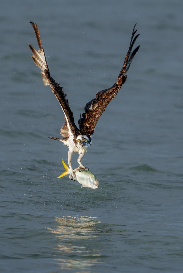 Osprey-3200-with-Yellowfin-Menhaden-Brevoortia-smithi-_A1G1650-Sebastian-Inlet-FL-Enhanced-NR