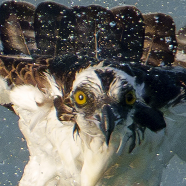 Pupil-Size-Osprey-emerging-with-Yellowfin-Menhaden-_A1G1420-Sebastian-Inlet-FL-Enhanced-NR