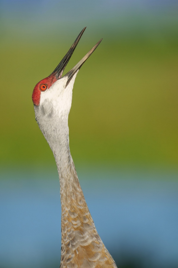 Sandhill-Crane-3200-adult-calling-_DSC0379-Indian-Lake-Estates-FL-33855-Enhanced-NR