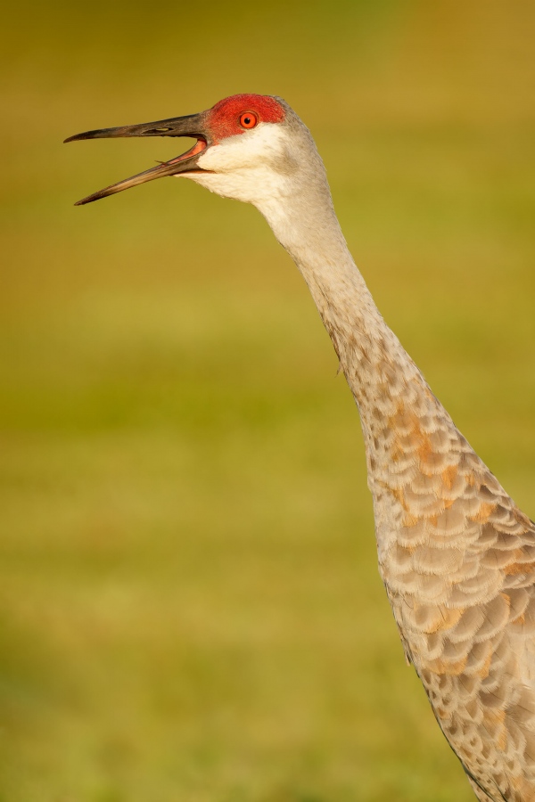 Sandhill-Crane-3200-adult-calling-_DSC1277-Indian-Lake-Estates-FL-33855-Enhanced-NR