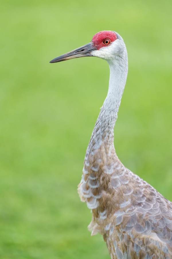 Sandhill-Crane-3200-adult-head-and-neck-portrait-_DSC7454-Indian-Lake-Estates-FL-33855-Enhanced-NR