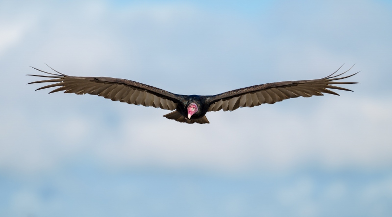 Turkey-Vulture-3200-adult-incoming-flight-_DSC0315-Indian-Lake-Estates-FL-33855-Enhanced-NR