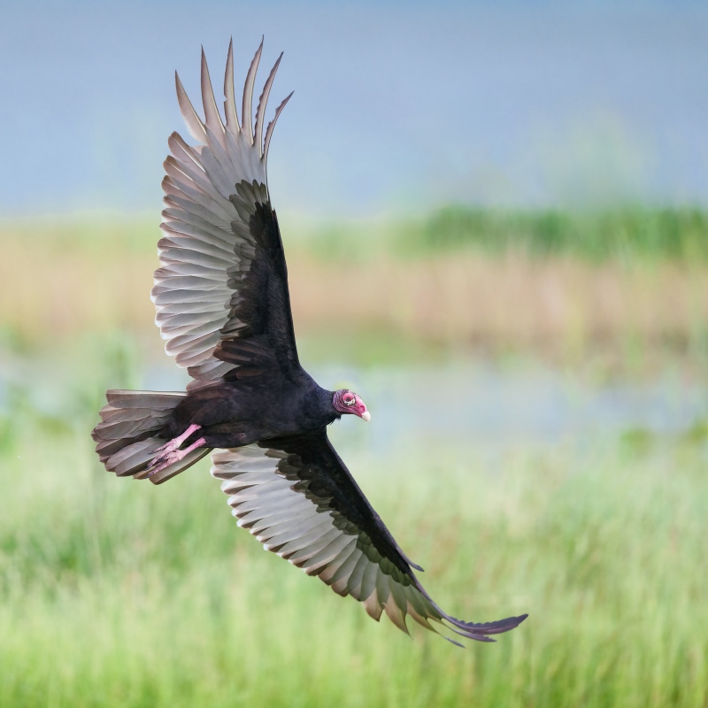 Turkey-Vulture-3200-adult-turning-in-flight-_DSC7738-Indian-Lake-Estates-FL-33855