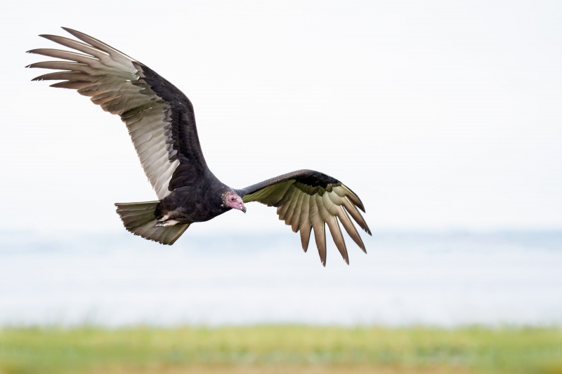 Turkey-Vulture-juvenile-in-flight-_A935545-Indian-Lake-Estates-FL-33855-Enhanced-NR