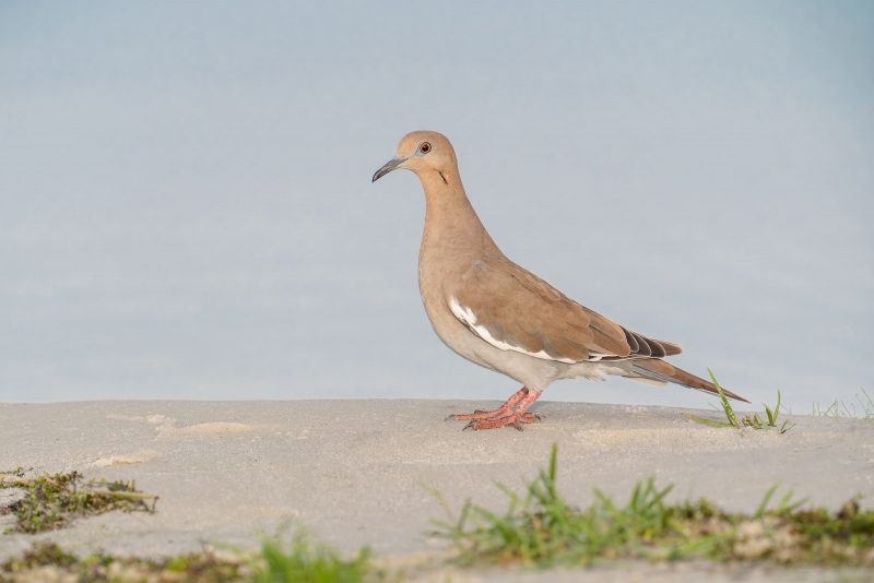 White-winged-Dove-3200-_A934946-Indian-Lake-Estates-FL-33855-Enhanced-NR