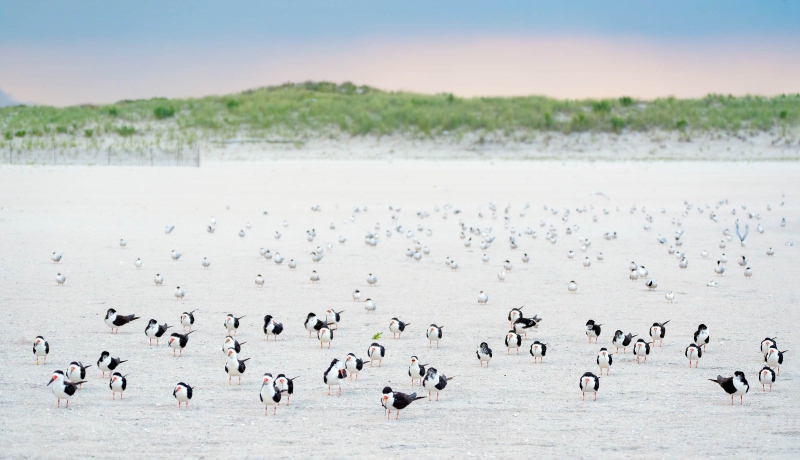 terns-and-skimmers-roosting-on-beach-_A931076-Enhanced-NR